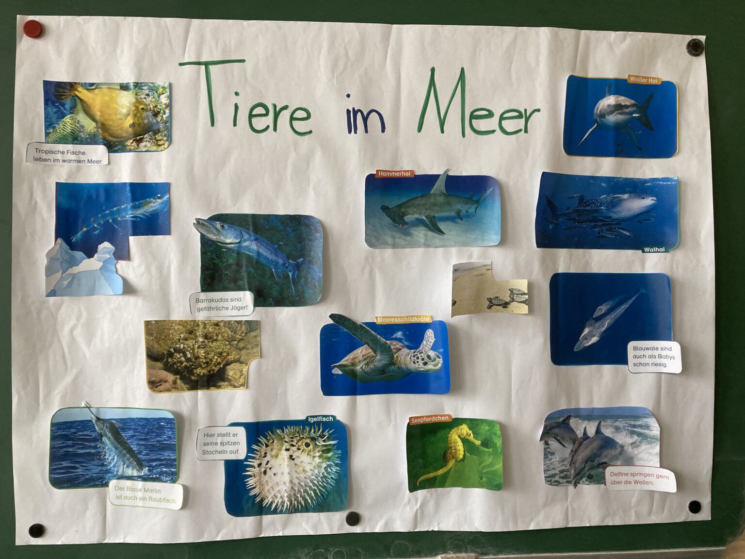 Referat: Tiere Im Meer - Volksschule St. Marein Bei Neumarkt